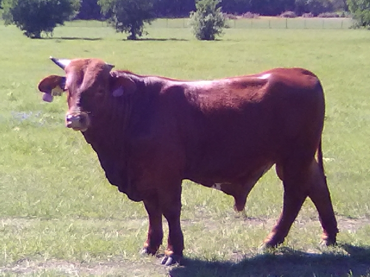 Beefmaster Yearling Bull