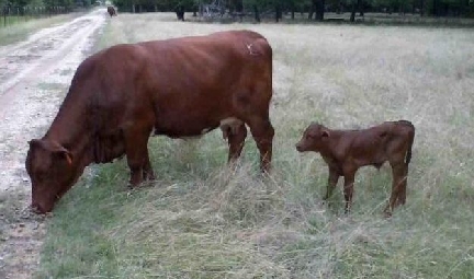 Beefmaster Bull Calf