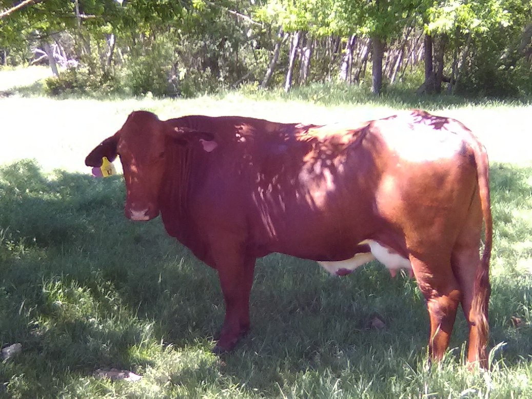 Beefmaster Cow