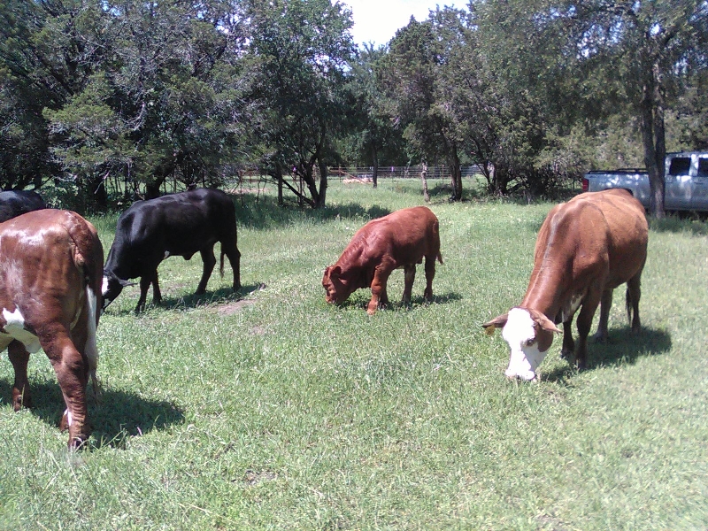 Beefmaster Cows