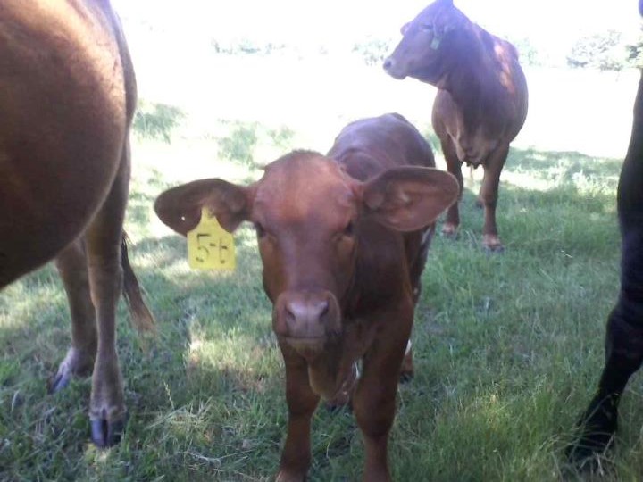 Beefmaster Embryo Calves