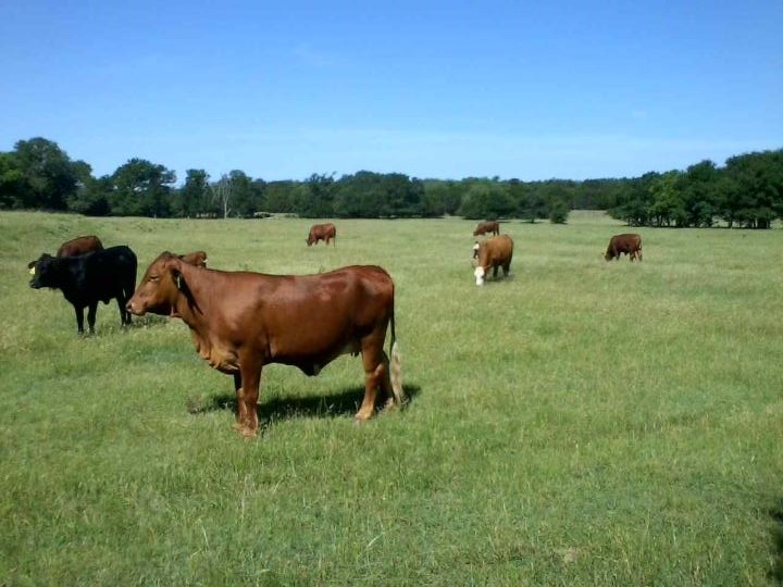 Beefmaster Pasture Scene