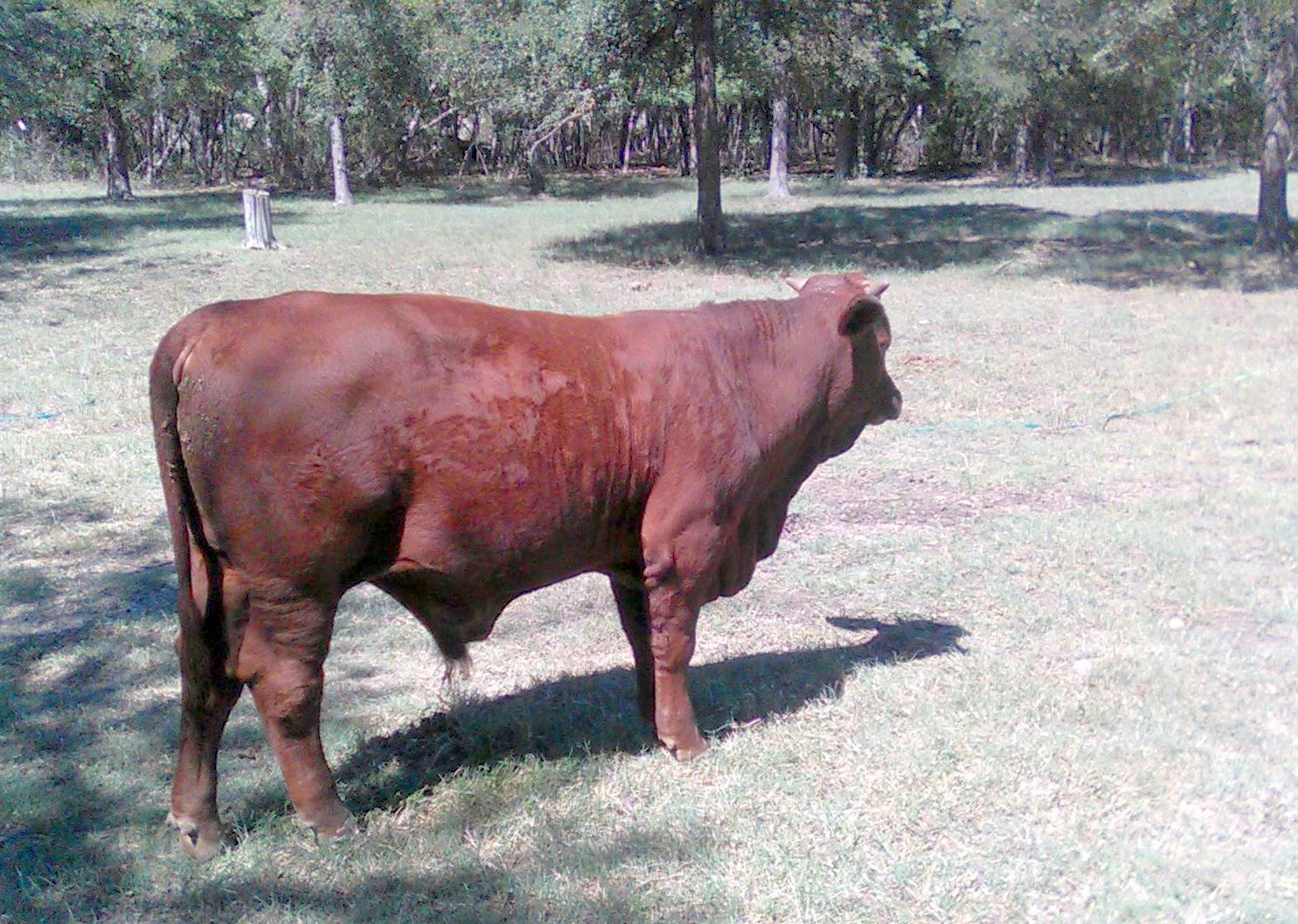 Beefmaster Commercial Bull Calf