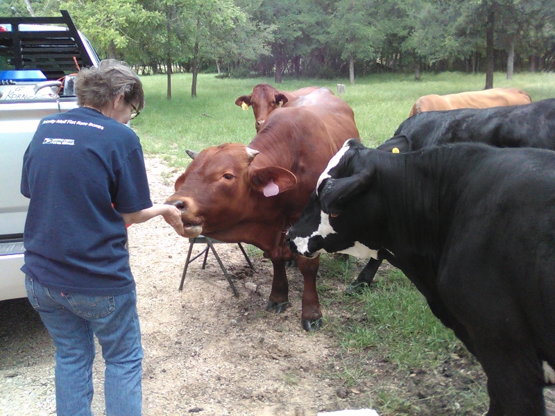 Feeding Beefmaster Bull