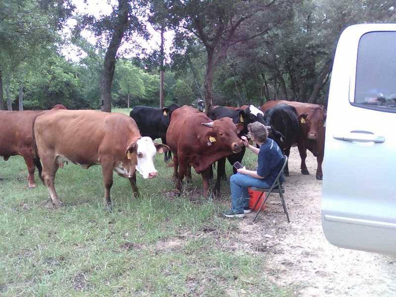 Handfeeding Beefmasters