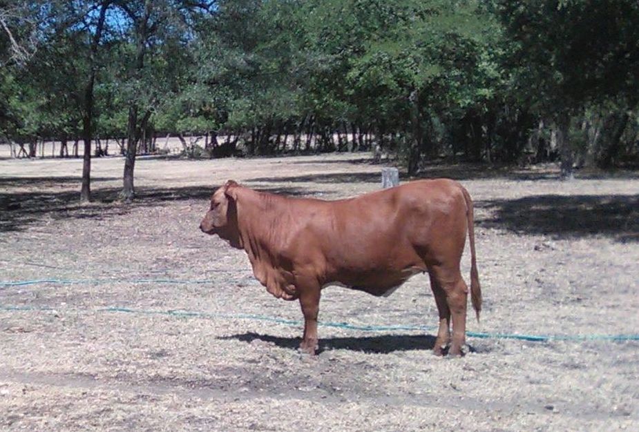 Beefmaster Heifer Calf